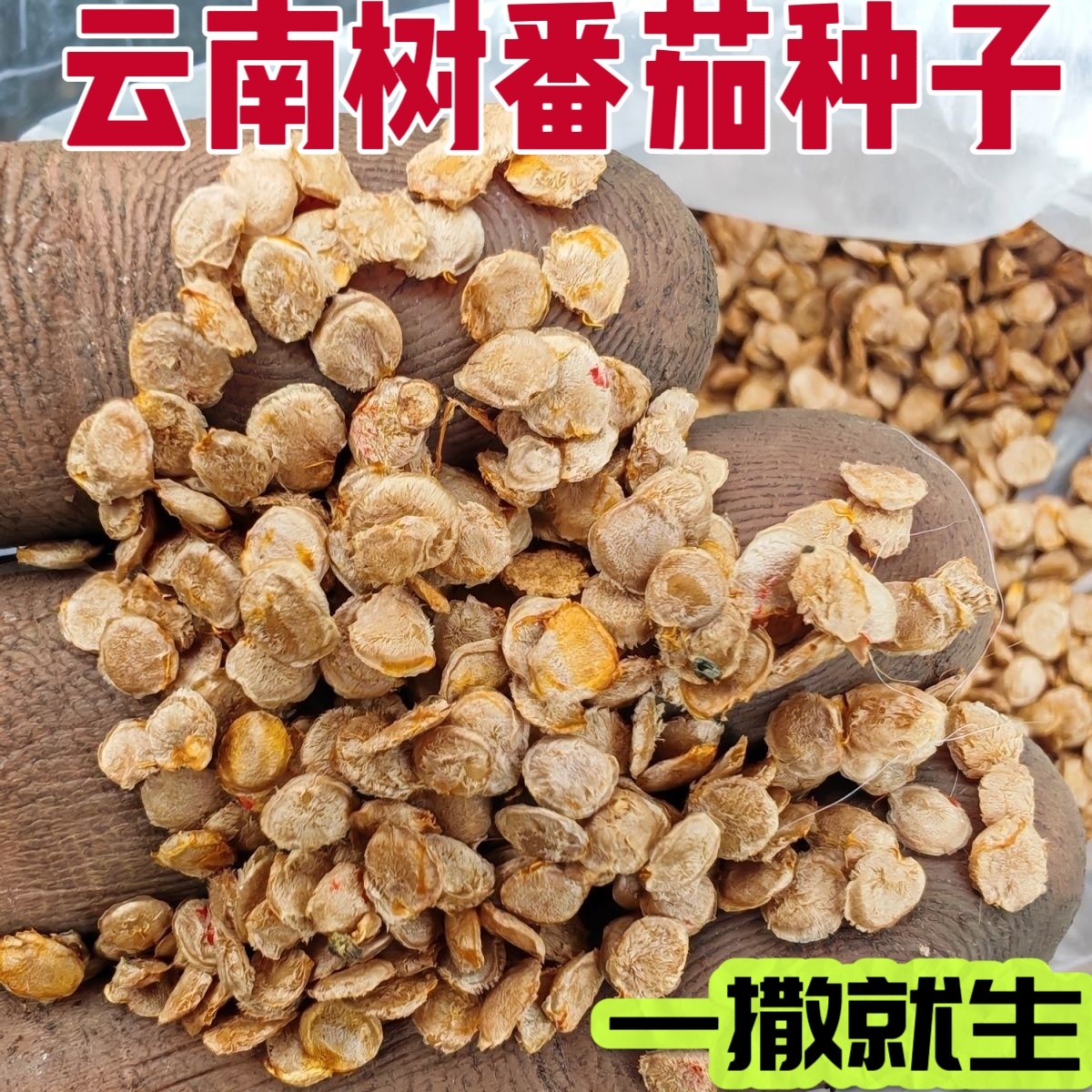 云南树番茄种子新鲜树番茄种子树番茄