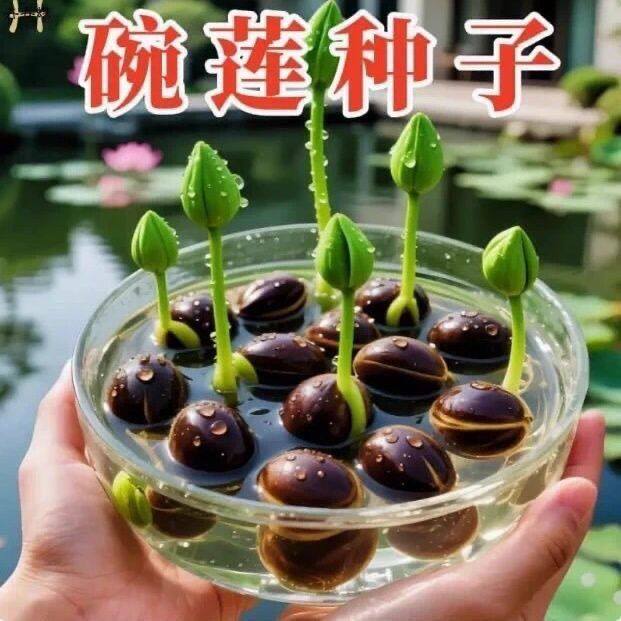 开口碗莲种子水养荷花种孑迷你睡莲四季开花庭院水培绿植易活