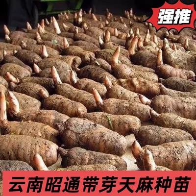 云南天麻种苗带芽活苗新鲜天麻苗昭通纯天然天麻种苗盆栽天麻苗