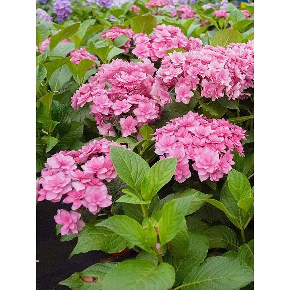 海蒂的花园绣球花苗复古腔调大花重瓣绣球可调色阳台庭院花卉盆栽