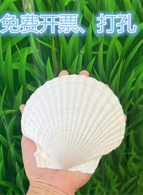 天然大白色贝壳手工diy贝壳画涂色制作发冠活动签到墙鱼缸造景用