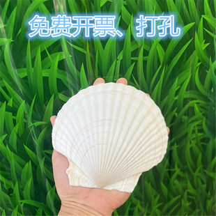 天然大白色贝壳手工diy贝壳画涂色制作发冠活动签到墙鱼缸造景用