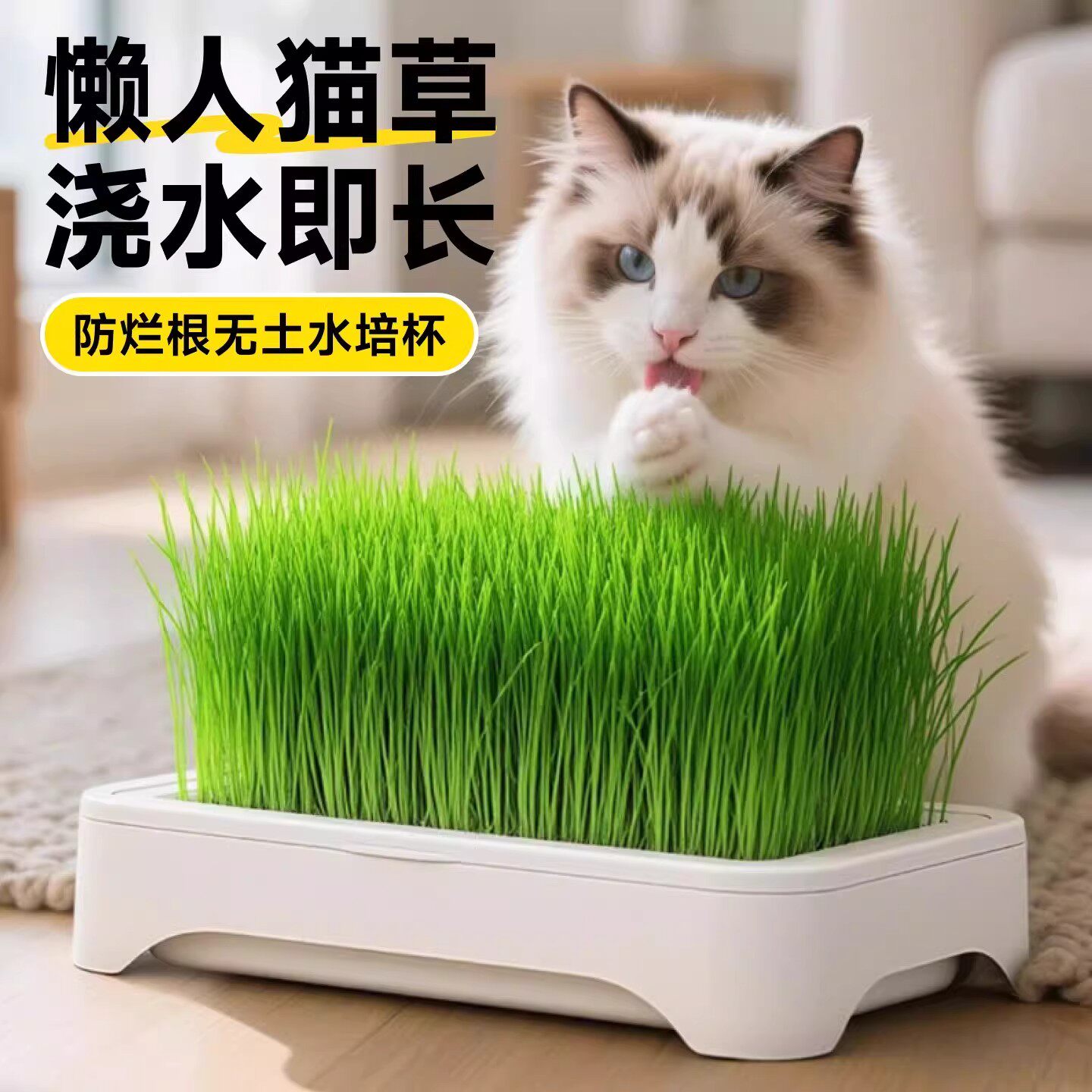 无土水培猫草盆栽去化毛球懒人种植猫草种子育苗盘化毛草猫咪零食