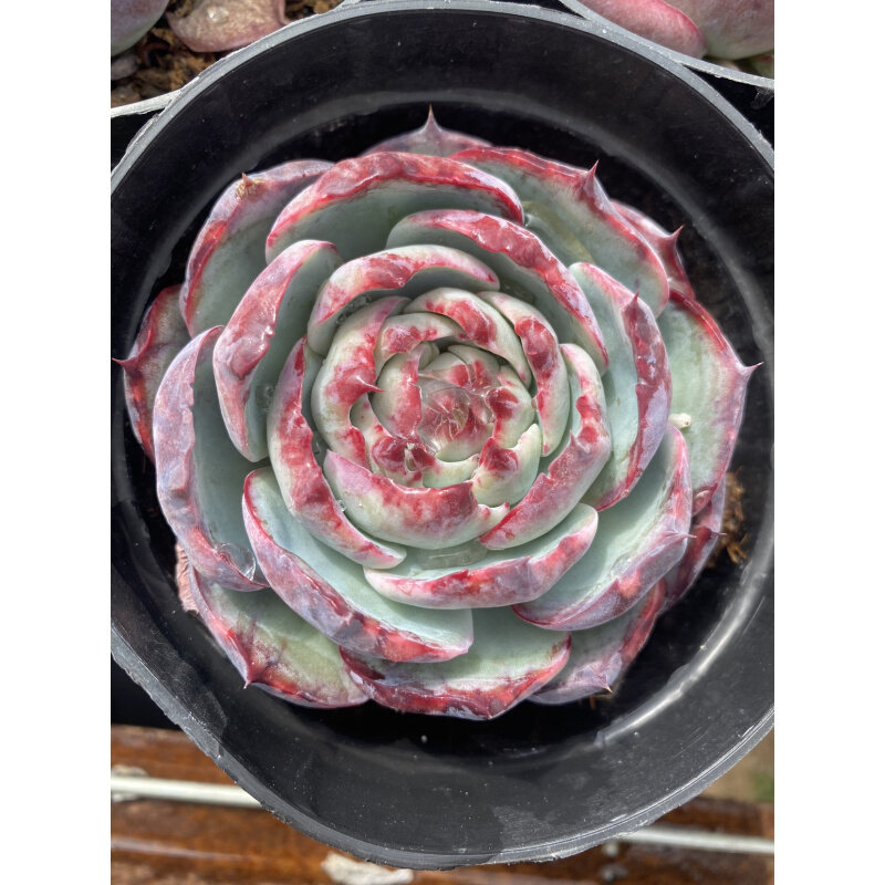 多肉植物惊鸿仙子高级精品罕见盆栽办公室阳台防辐射绿植花含盆土
