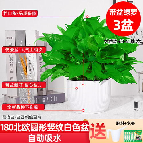 绿萝客厅办公桌净化空气
