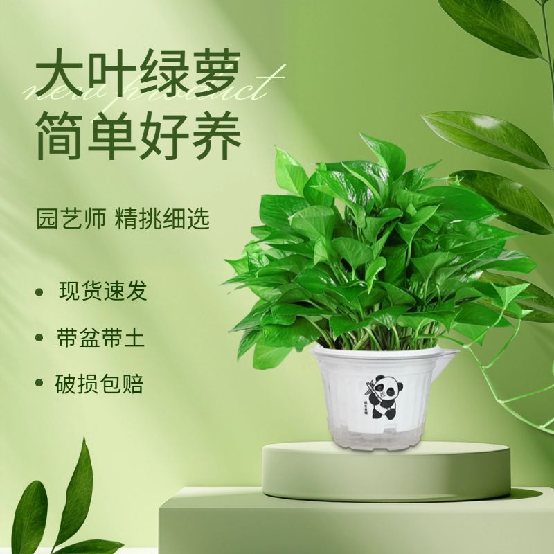 绿萝盆栽室内净化空气