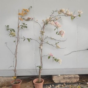 三角梅新品种不甜卡q亚塔苏瓦娜橙白雪紫高杆飘枝垂枝爬藤*