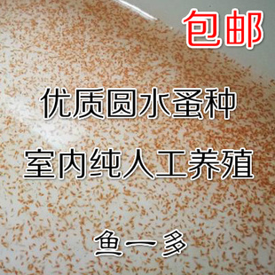 圆水蚤活苗繁殖金鱼观背青鳉斗鱼孔雀鱼虫鱼食鱼苗开口料水蚤养殖