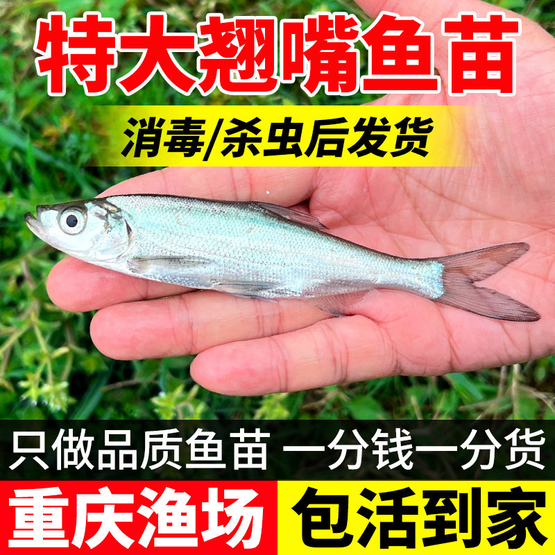 翘嘴鱼苗淡水养殖食用大白条小鱼苗大米级翘嘴红鲌苗活体翘壳鱼苗