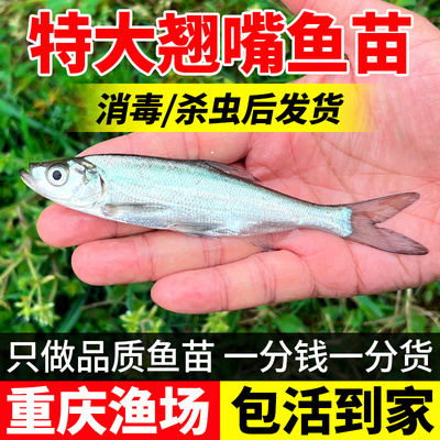 翘嘴鱼苗淡水养殖食用大白条小鱼苗大米级翘嘴红鲌苗活体翘壳鱼苗