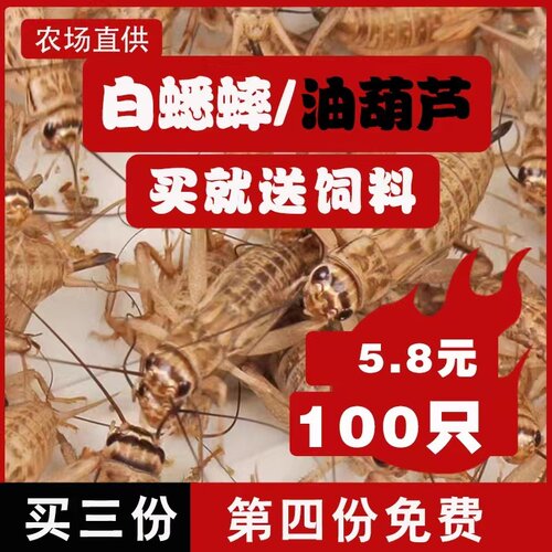 白蟋蟀油葫芦蛐蛐活物饲料蜥蜴守宫蜘蛛角蛙龙鱼鸟类蝎子针头活体