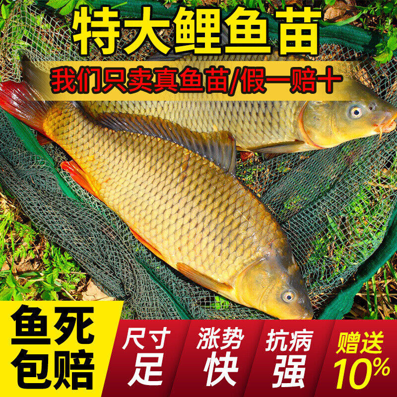 鲤鱼苗正宗建鲤红尾兴国红鲤无甲裸鲤斑重庆耐活体冷淡水养殖好养,宠物/宠物食品及用品,鱼,淘宝优惠券,粉丝福利购,淘宝优惠卷