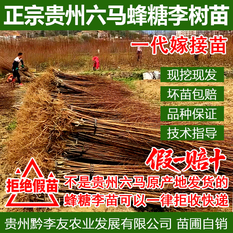 贵州六马正宗蜂糖李子树苗黔李友新品种特大早熟北方晚熟嫁接果树,鲜花速递/花卉仿真/绿植园艺,果树,淘宝优惠券,粉丝福利购,淘宝优惠卷