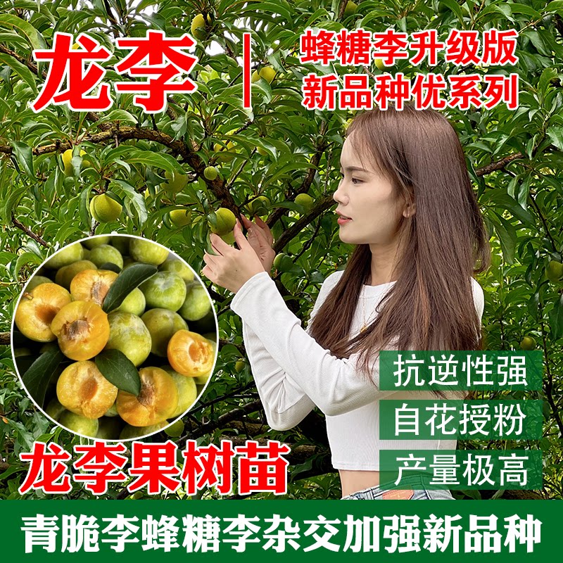 新品种李子苗龙李苗蜂糖李加强版