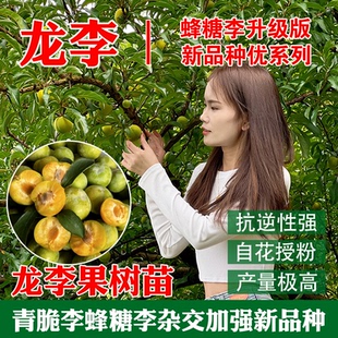 新品种李子树苗龙李苗 丰产蜂糖李优系青脆李嫁接苗 蜂糖李升级版
