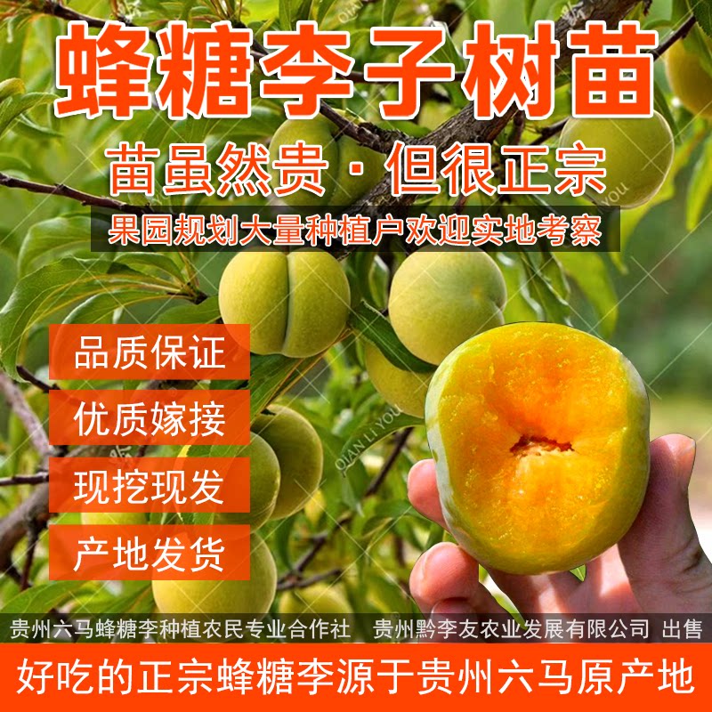 贵州六马正宗蜂糖李子树苗黔李友新品种特大早熟北方晚熟嫁接果树