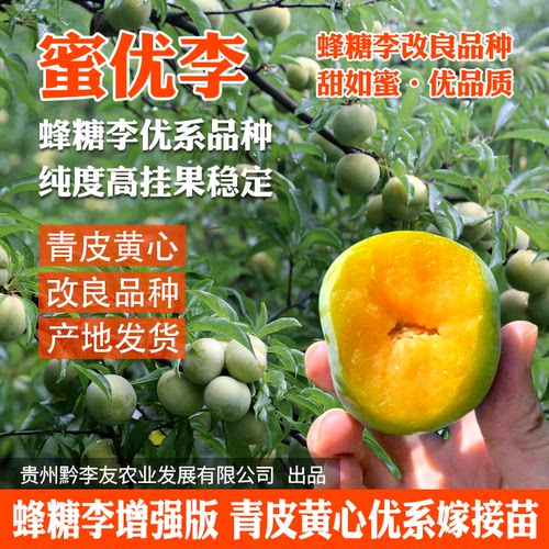 黔李友新品种李子树苗蜜优李 蜂糖李增强版优系嫁接苗 蜂糖李子苗