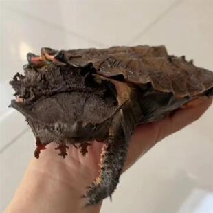 黑玛塔枯叶龟红玛塔深水观赏宠物龟龟蛋受精蛋正宗包孵化网红