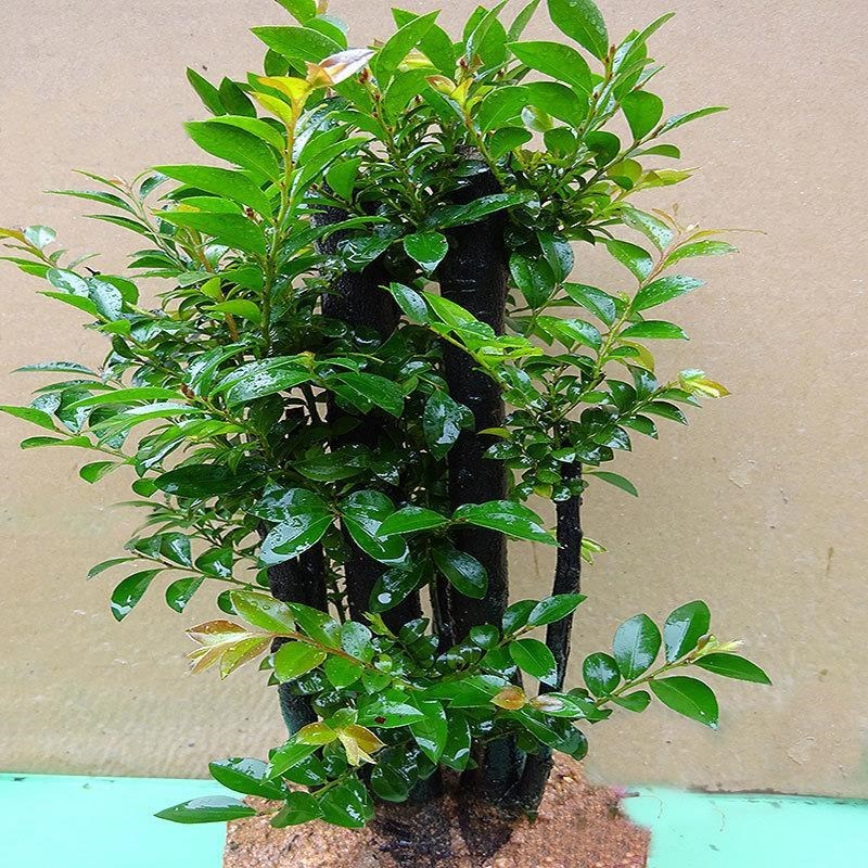 抖音小叶紫檀盆景独桩老桩阳台客厅盆栽 J办公室桌面 绿植室内 小