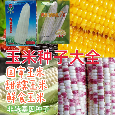 鲜食玉米种子甜糯玉米种万糯登海