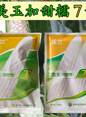 美玉（加甜糯）7号玉米种子品质优种皮超薄甜度高香甜糯玉米农用