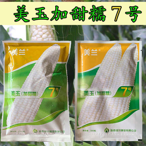 加甜加糯超薄皮美兰糯玉米种子