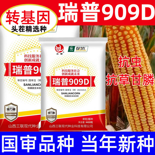 瑞普909D玉米种子国审品种轴细粒深大棒高产转基因玉米大田春夏播