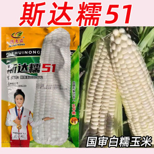 德惠农斯达糯51玉米种子国审白糯玉米抗病稳产春播农家苞米玉米籽