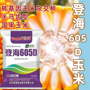 登海605D玉米种子国审转基因玉米种杂交大田抗虫抗病高产玉米种子