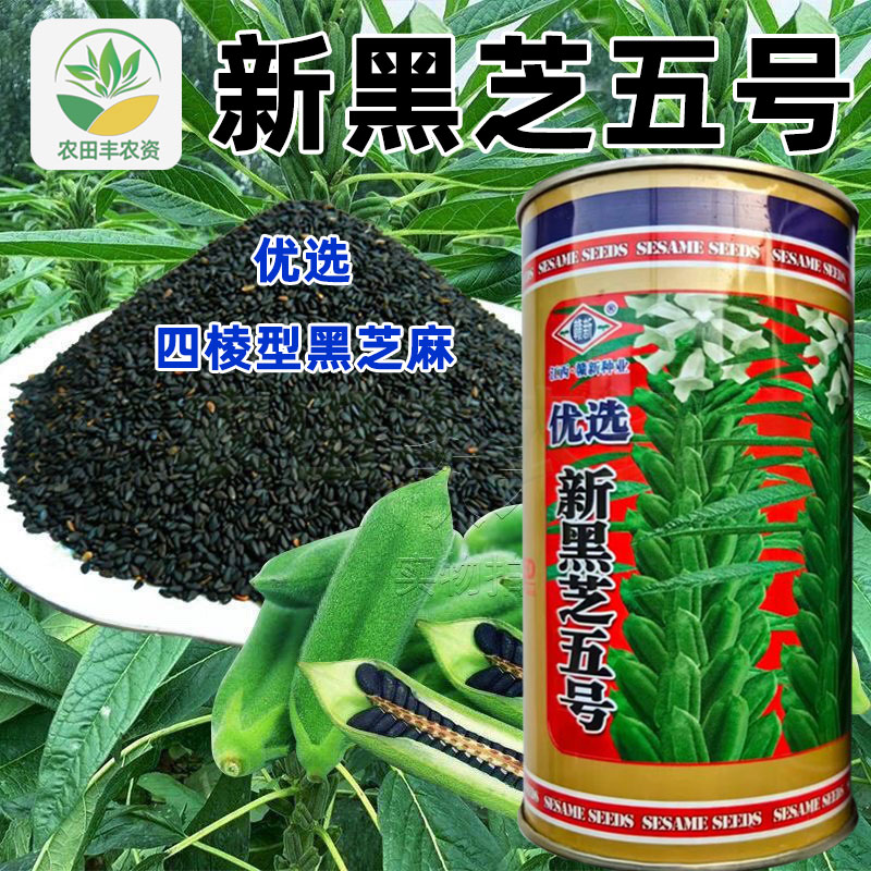 贛新優(yōu)選新黑芝五號豐產(chǎn)穩(wěn)產(chǎn)株型中高適應(yīng)性強單桿黑芝麻種子優(yōu)質(zhì)
