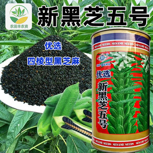 赣新优选新黑芝五号丰产稳产株型中高适应性强单杆黑芝麻种子优质