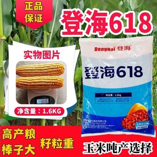 登海618玉米种子红轴高产密植不突尖国审品种大田饲料黄玉米种子