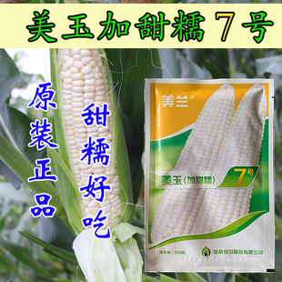 美兰美玉（加甜糯）7号玉米种子甜糯玉米种早熟矮杆鲜食玉米种子