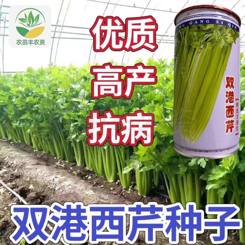双港芹菜种子优质高产