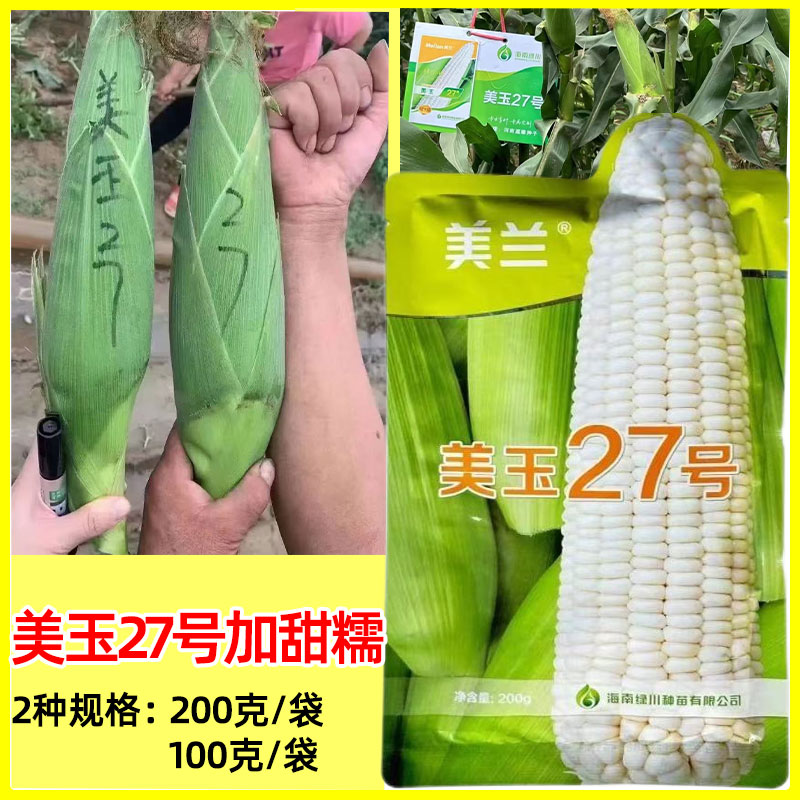美兰美玉27号玉米种子加甜糯白糯鲜食玉米高产矮杆大棒北方玉米