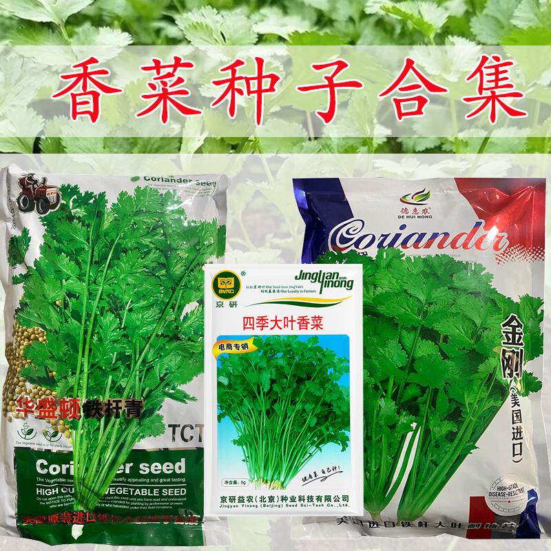 优质香菜种子华盛顿铁杆青香菜种铁杆芫荽种籽京研四季蔬菜种子