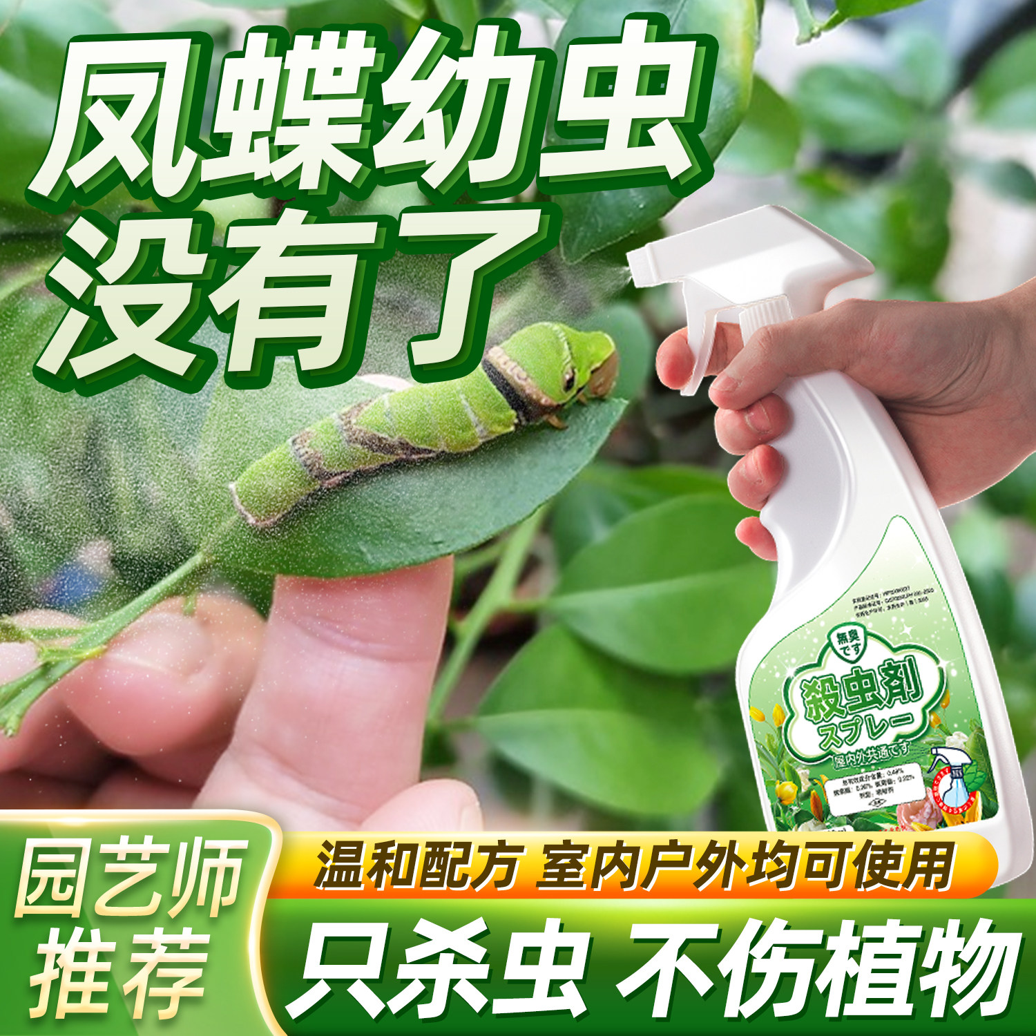 凤蝶幼虫杀虫剂花椒柑橘柠檬树药图片