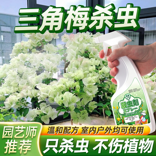 三角梅小黑虫去虫药小白药梅生虫子灭虫叶子长虫长芽虫腻虫非农药