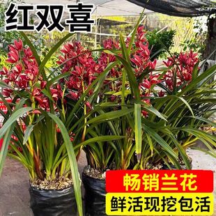 红双喜年宵花】兰花苗基地浓香冬天带超多花室内绿植好养耐寒花卉