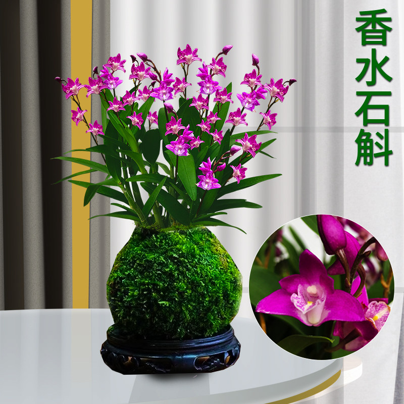 新品七彩香水石斛盆栽紫花带花苞 盆室内外观花卉绿植四季浓香型,鲜花速递/花卉仿真/绿植园艺,国兰/杂交兰/洋兰类,淘宝优惠券,粉丝福利购,淘宝优惠卷
