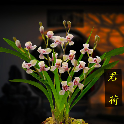 兰花苗四季兰 老君荷 新手好养浓香型夏秋花期室内绿植盆栽建兰