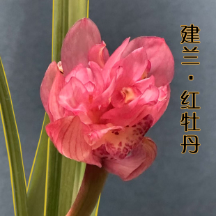 奇花牡丹建兰花苗金边基地盆栽 红牡丹 浓香型夏秋花期盆栽基地