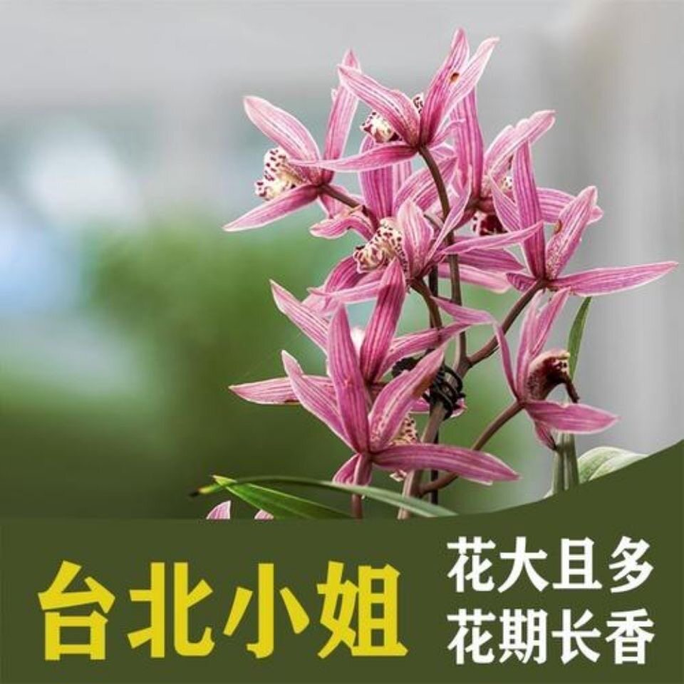 建兰四季兰带花苞台北小姐兰花苗绿植室内盆栽好养易活浓香型花卉