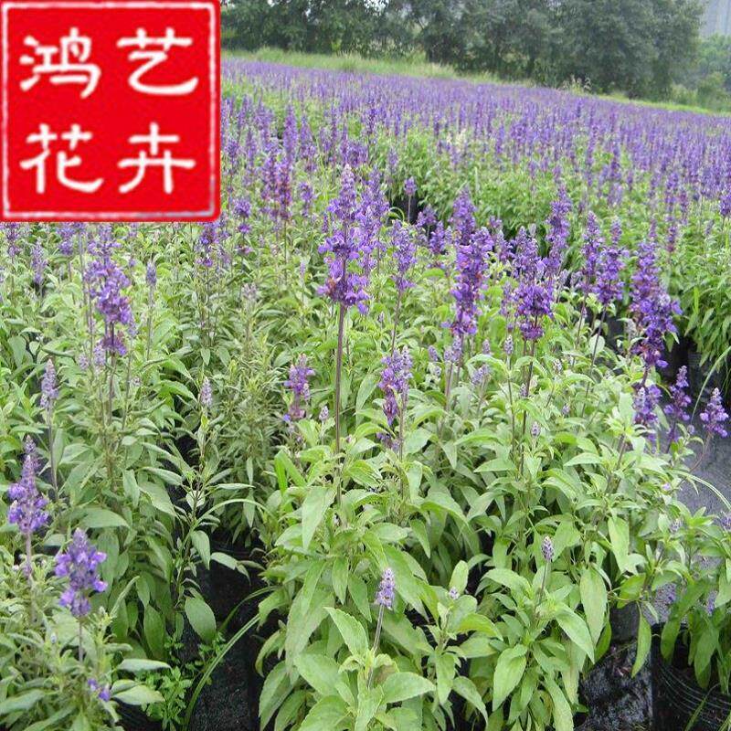 绿化快乐苗鼠尾草紫花盆栽景观地被齐全赏花令草花卉品种植物从优