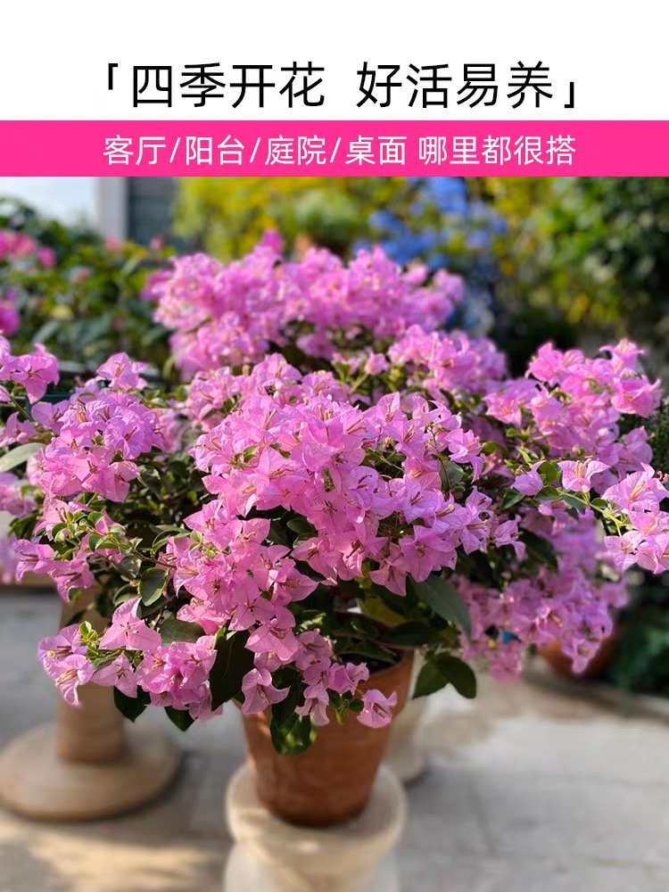 三角梅花苗盆栽带花爬藤重瓣植物室内阳台庭院树苗四季开花卉不断