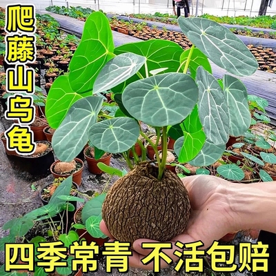 山乌龟植物金不换盆栽净化空气红藤水培盆景爬藤室内桌面多肉绿植