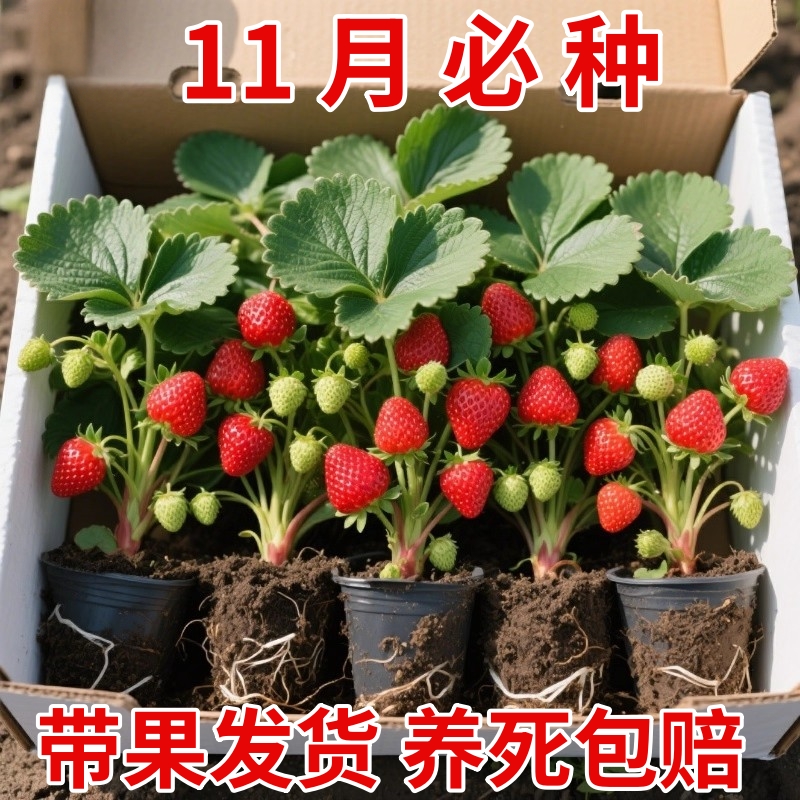 丹东99草莓带果盆栽可食用奶油草莓苗特大号阳台种植水果四季结果