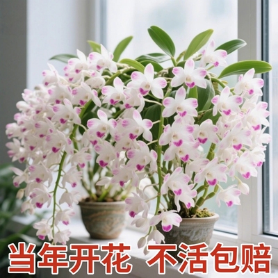 泼墨秋石斛兰盆栽带花苞梦香文心兰名贵花卉植物办公室内好养四季