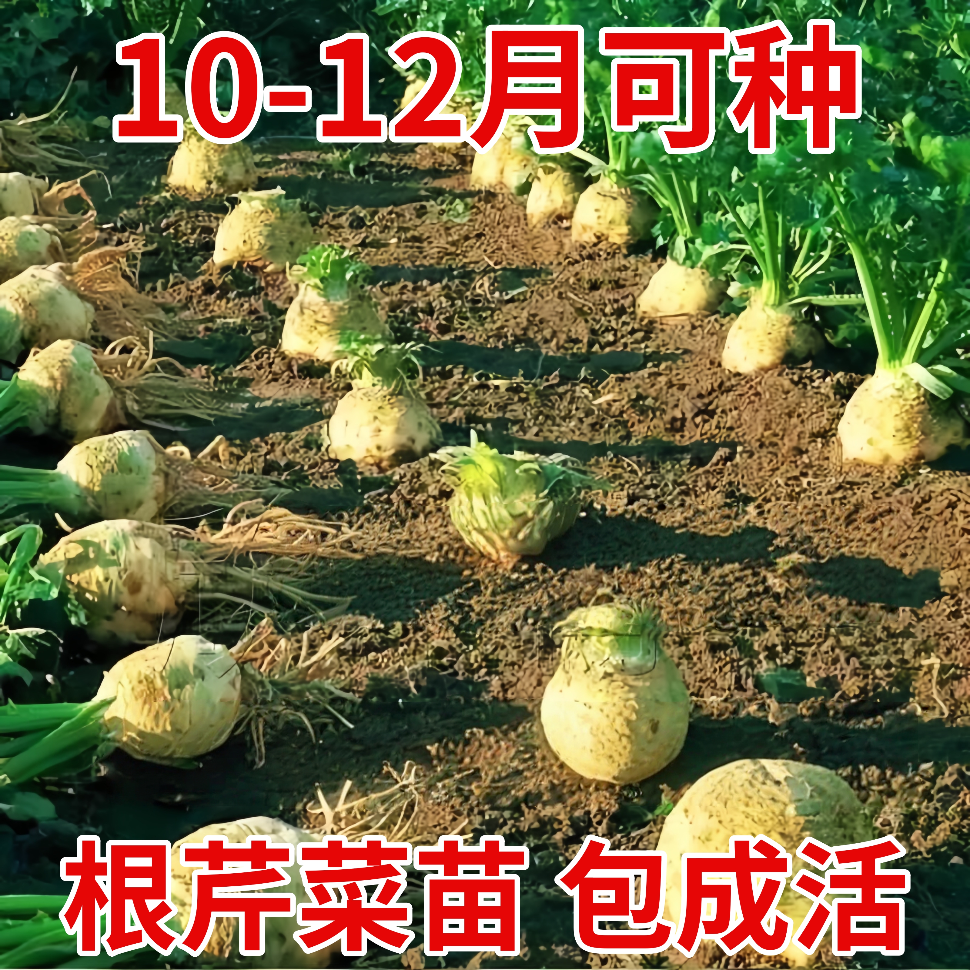 寿光根芹苗秧超耐寒地中海芹菜四季小香芹种子带土球阳台盆栽易种