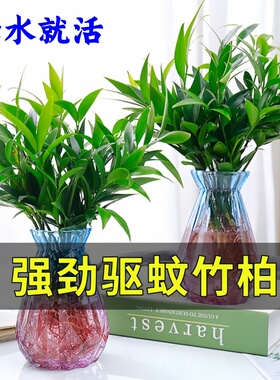 驱蚊竹柏盆栽驱蚊草水培植物富贵竹花卉室内四季常青绿植水养植物